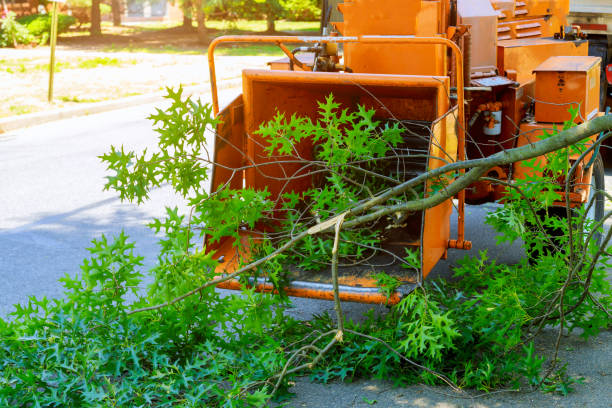 How Our Tree Care Process Works  in  Lake Oswego, OR