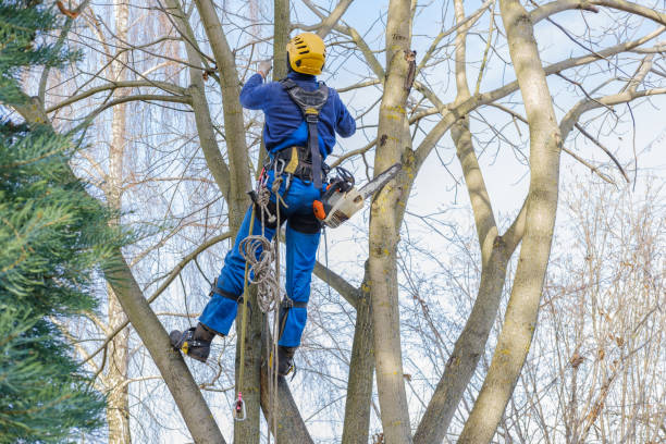 Best Tree Mulching  in Lake Oswego, OR