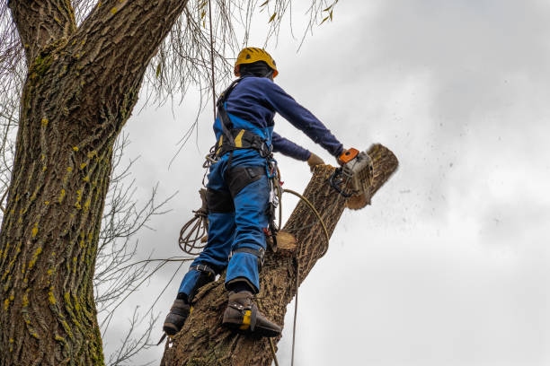 Best Tree Risk Assessment  in Lake Oswego, OR