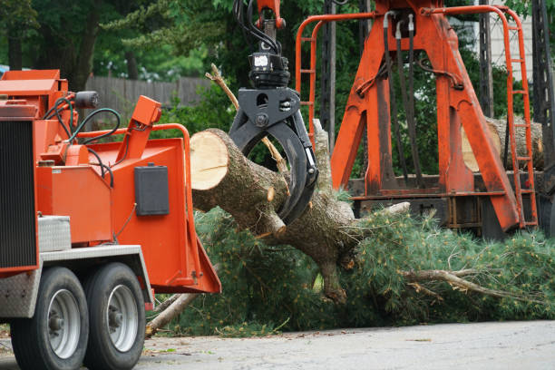 Best Tree and Shrub Care  in Lake Oswego, OR
