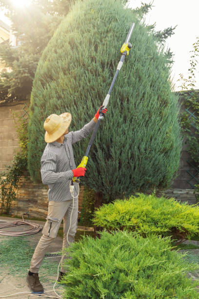 Best Leaf Removal  in Lake Oswego, OR