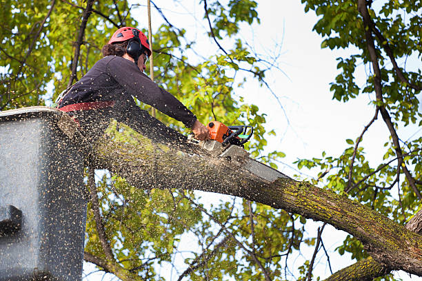 Best Lawn Mowing  in Lake Oswego, OR